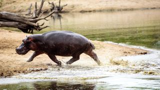 A hippo running out the water and onto a sand bank with a dead tree in the background.