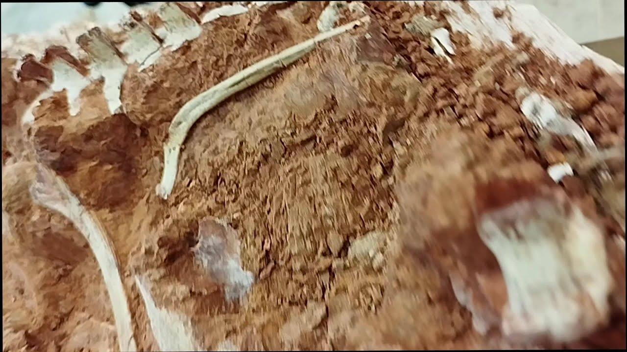 Rare Dinosaur Skeleton Exposed in Brazil After Erosion From Catastrophic Flooding - YouTube