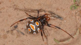 A european black widow spider has a black body with orange blobs with white edges. The legs of the spider are black and brown striped.
