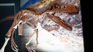 An example of a Herrerasauridae dinosaur skeleton (not the one discovered in Brazil). Herrerasaurus, pictured here on display in the Western Australian Museum Boola Bardip, lived around the same time as the individual recently exposed in the Brazilian rains, which has yet to be identified.